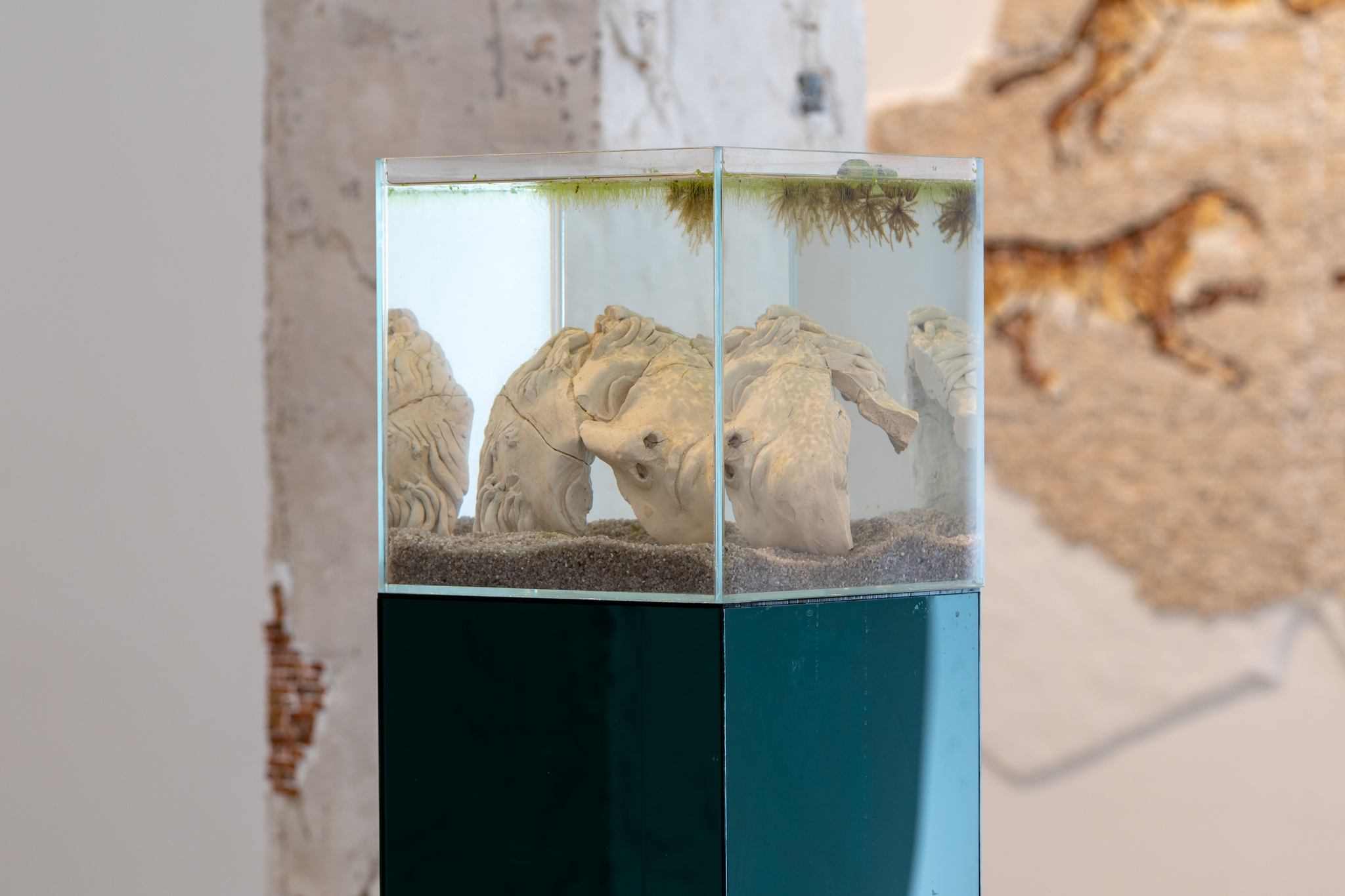 Elena Ceretti Stein, Venus in water, 2022. Clay, water, sand, perspex, glass, algae, bacteria, 120x25x25 cm. Photo by Daniel Hanoch